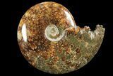 Polished, Agatized Ammonite (Cleoniceras) - Madagascar #94237-1